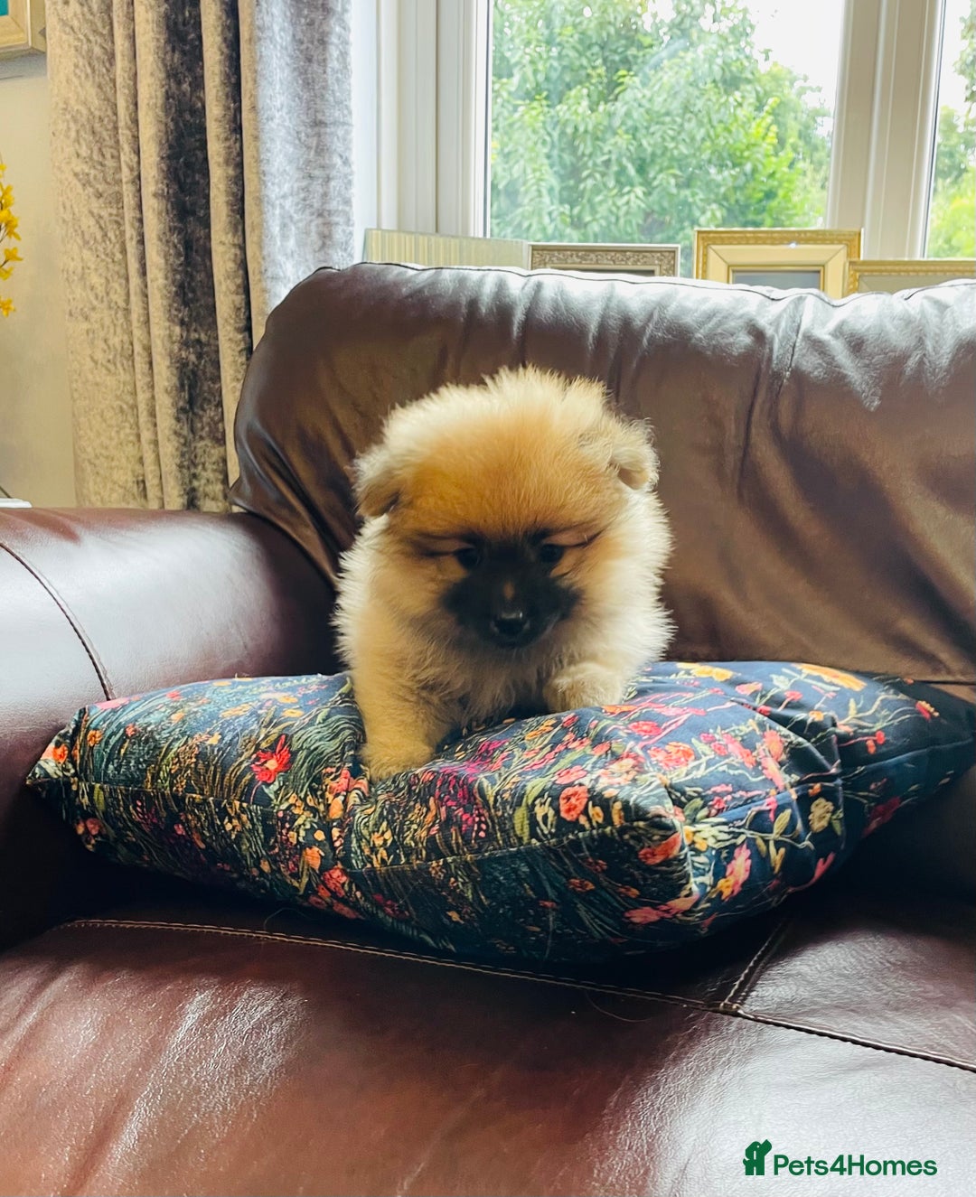 Pomeranian dogs for sale: Beautiful Full Pedigree Pomeranians - Image 3