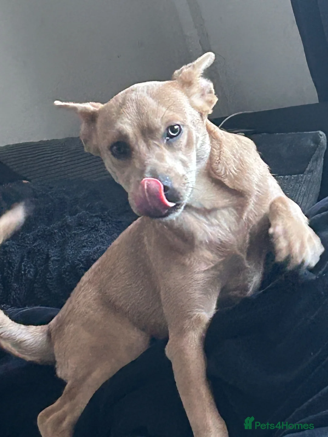 Mixed Breed dogs for sale: Kiki  in Oswestry - Advert 3