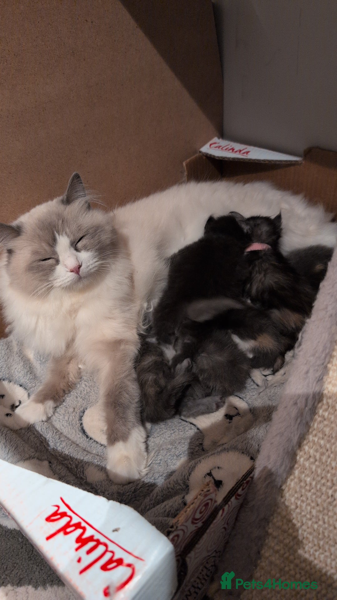 Maine Coon cats for sale: Beautiful ragdoll / Maine coon princess - Advert 2