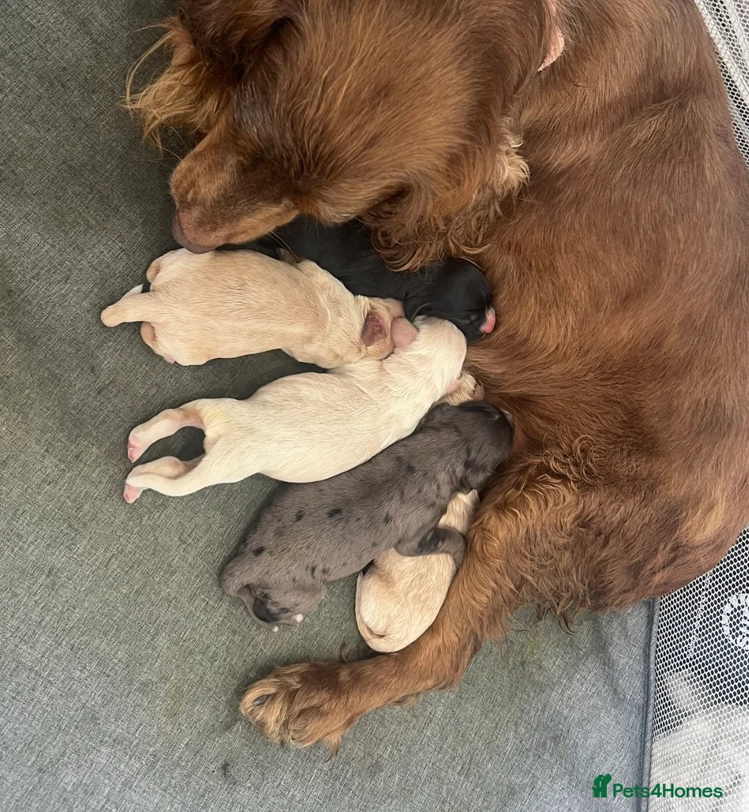 Cocker Spaniel dogs for sale: ⭐️READY TO LEAVE 05/02/26⭐️ - Advert 12