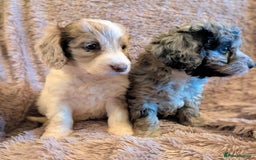 Cockapoo dogs for sale: Beautiful F1b cockapoo puppies - Advert 9