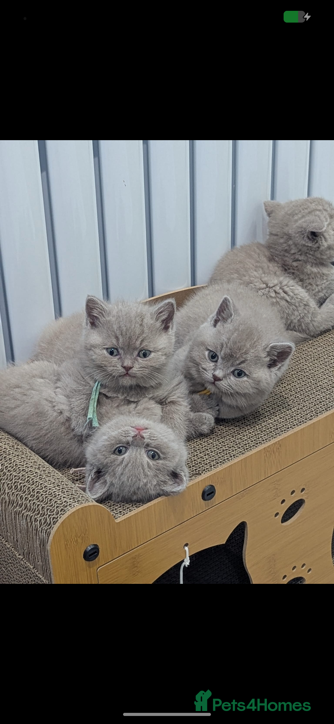 British Shorthair cats for sale: 6 beautiful rare FAWN British Shorthair Kittens ✨ - Advert 2