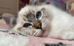 Ragdoll cats for sale: Champion blood dilute blue tabby ragdoll kitten - Image 23