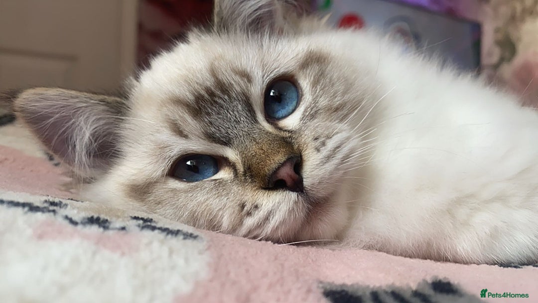 Ragdoll cats for sale: Champion blood dilute blue tabby ragdoll kitten - Image 23