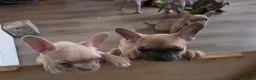 Frug dogs for sale:  Stunning Frug puppies  - Advert 10