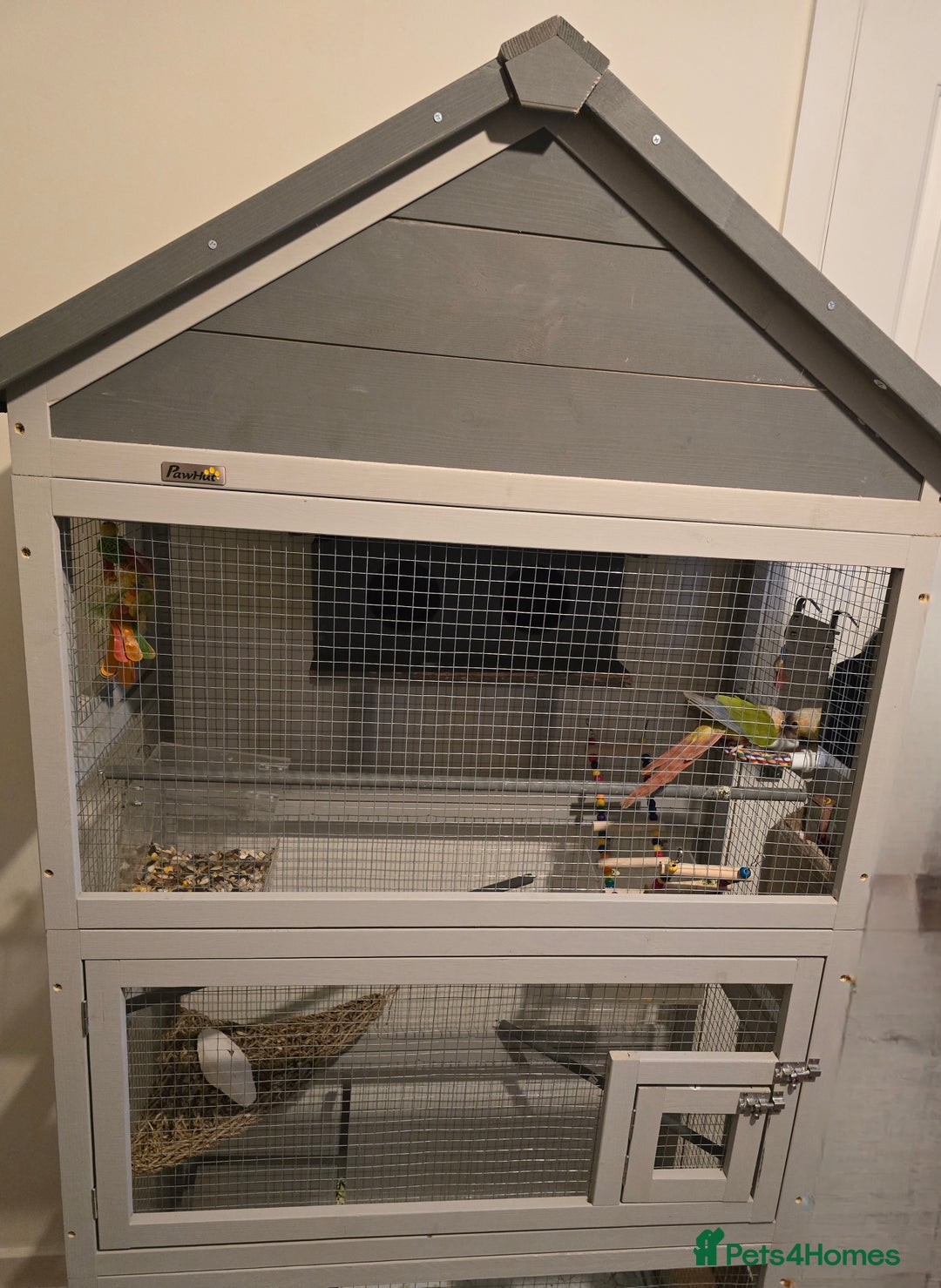 Conures birds for sale: Pineapple Conure with cage and accessories  - Advert 4