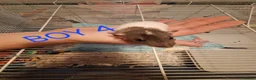 Rat rodents for sale: Male and female baby dumbo rats  - Advert 4