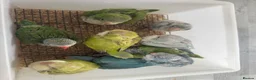 Parrots birds for sale: Handreared Indian Ringneck & Quaker Parrots in Whitby - Advert 3
