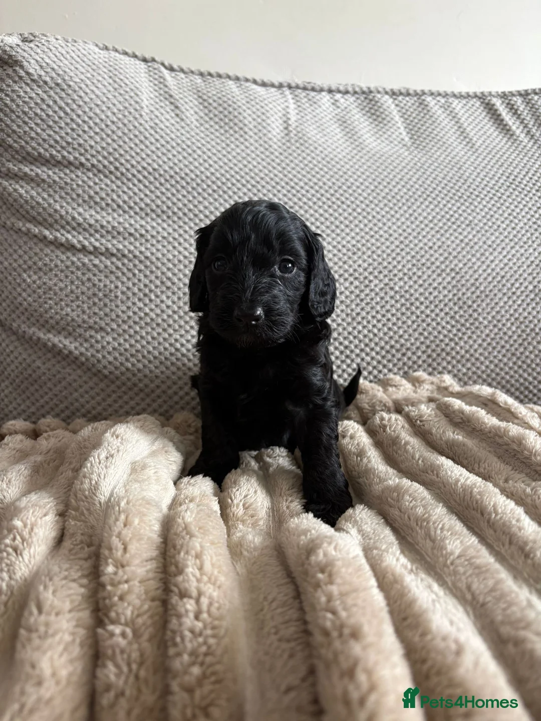 Cockapoo dogs for sale: F1 Cockapoo boy - Advert 10