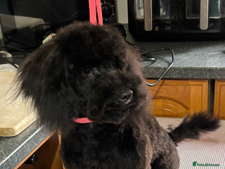 Toy Poodle dogs - Advert 28