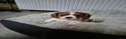 Cavalier King Charles Spaniel dogs for sale: Home bred Cavalier King Charles spaniel puppies - Advert 17