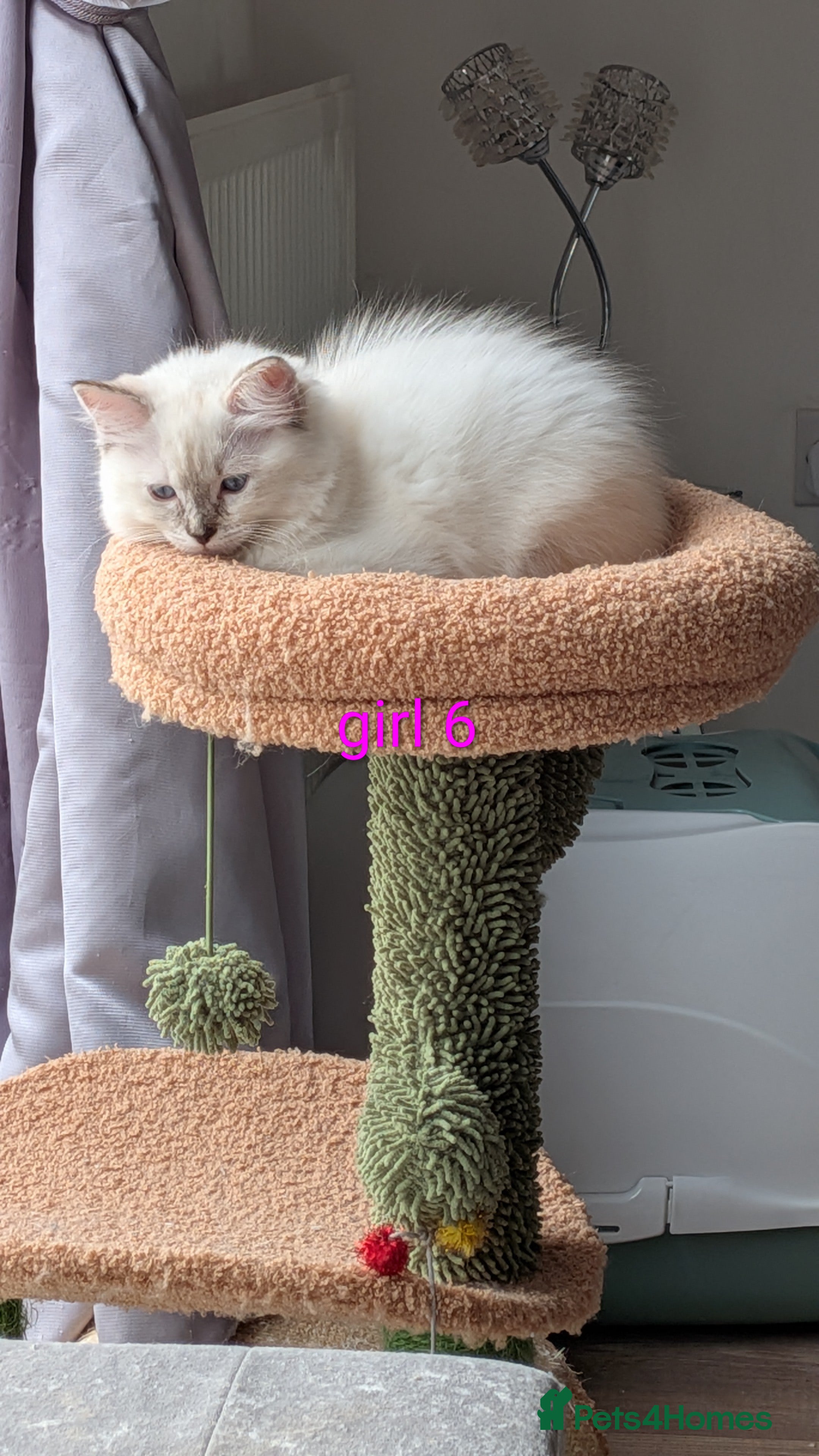 Ragdoll cats 6 beautiful pedigree kittens - Advert 2