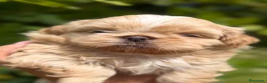 Shih Tzu 3