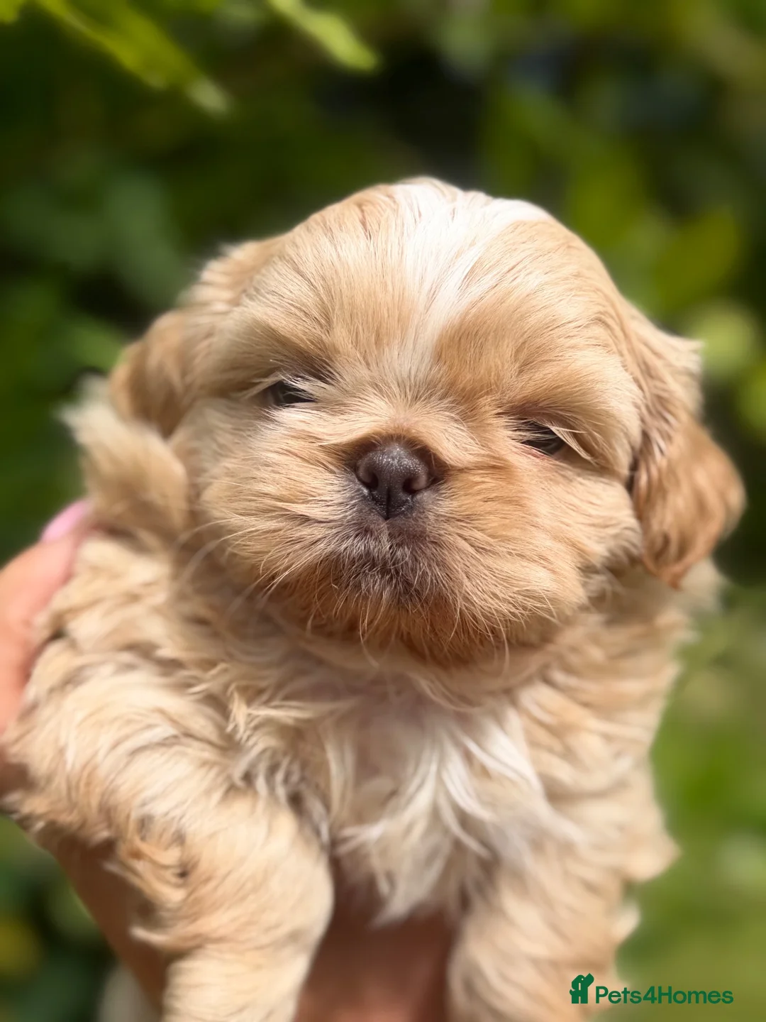 Shih Tzu dogs for sale: Stunning shihtzus  - Advert 1