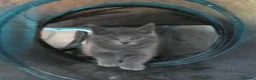 Russian Blue cats for sale: Pure Russian Blue kittens *1 boy, 1 girl left* - Advert 3