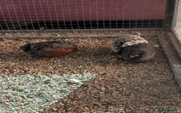 Ducks poultry for sale: Ducks, chickens and quail  - Image 6