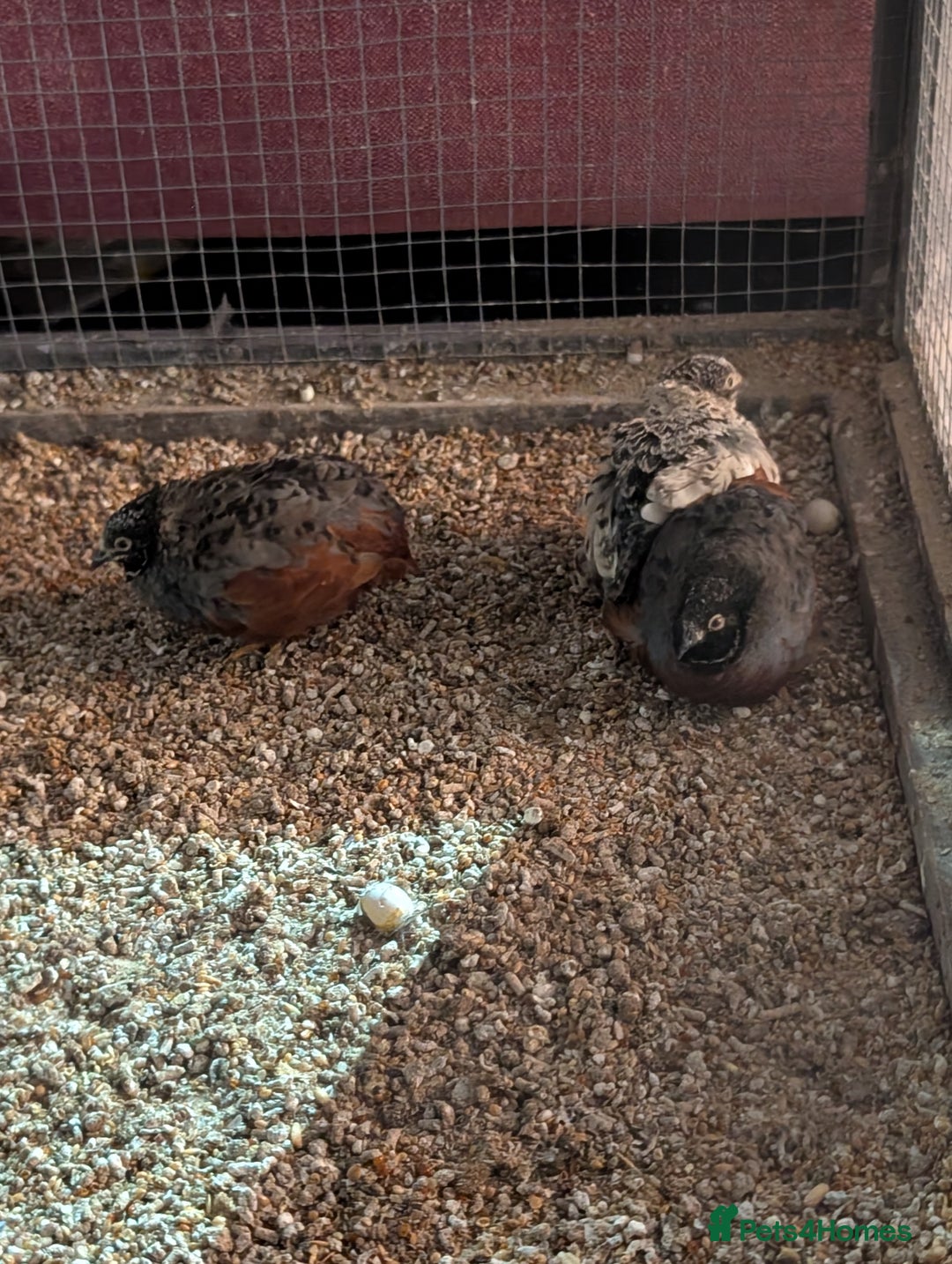 Ducks poultry for sale: Ducks, chickens and quail  - Image 6