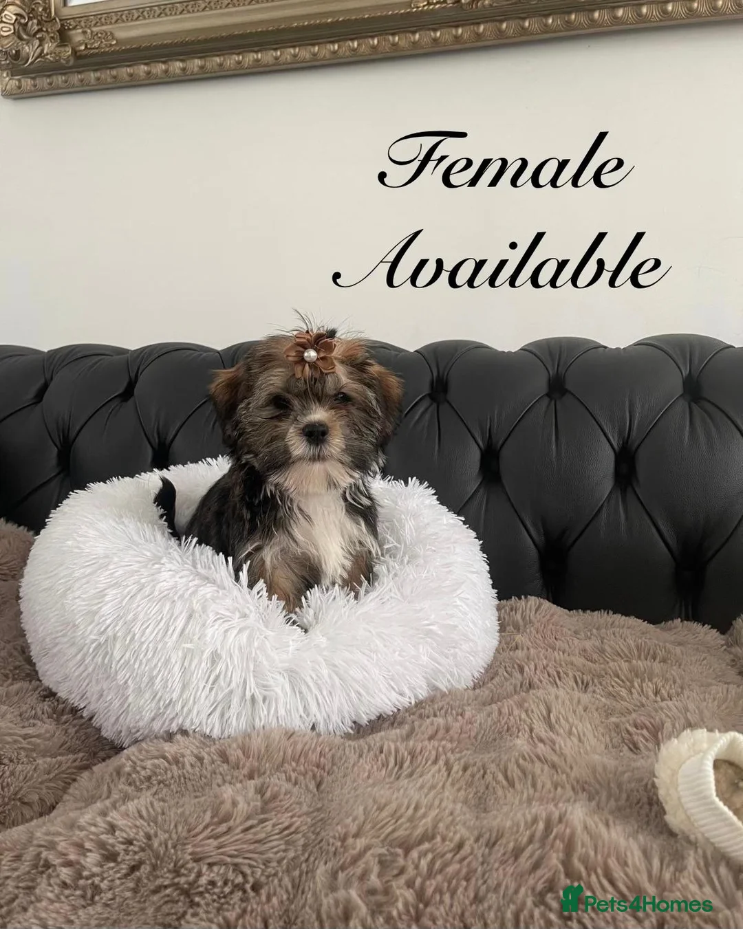 Shorkie dogs for sale: Shorkies Full vaccine £950 ready now - Advert 1