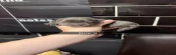 Staffordshire Bull Terrier dogs for sale: 10 Gorgeous blue staffy puppies  - Advert 4