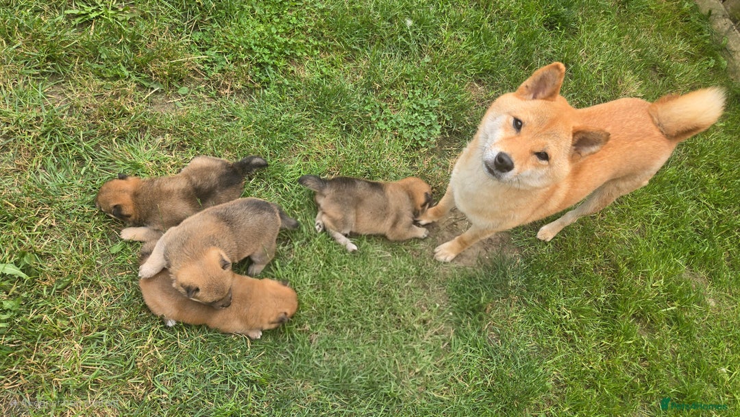Japanese Shiba Inu dogs for sale: 4 Stunning sesame shibas pups ❤️ - Image 11