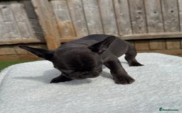 French Bulldog dogs for sale: Hikema X Cheeko (French bulldogs) - Image 32