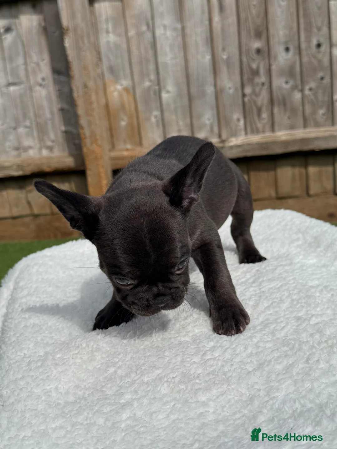 French Bulldog dogs for sale: Hikema X Cheeko (French bulldogs) - Advert 33