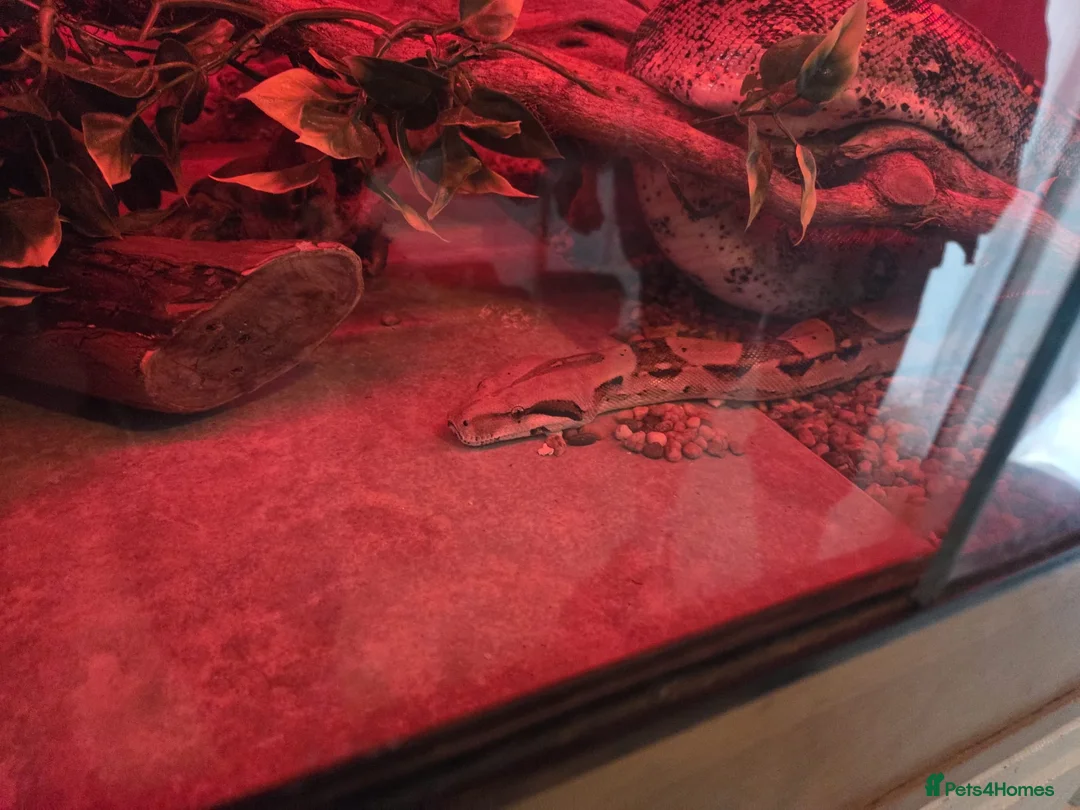 Boa Snake reptiles for sale: Boa snakes  - Advert 8