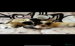 Jack Russell dogs for sale: Jack russel - Image 3