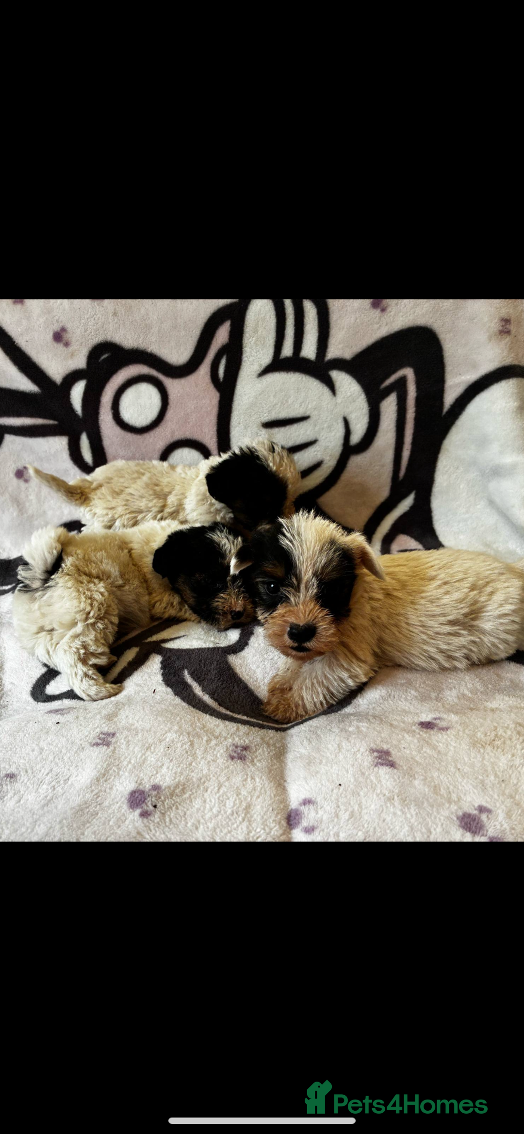 Jack Russell dogs for sale: Jack russel - Image 3