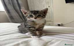 Mixed Breed cats for sale: 2 beautiful babies looking for new homes 💜💙 - Image 5