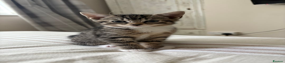 Mixed Breed Kitten 2