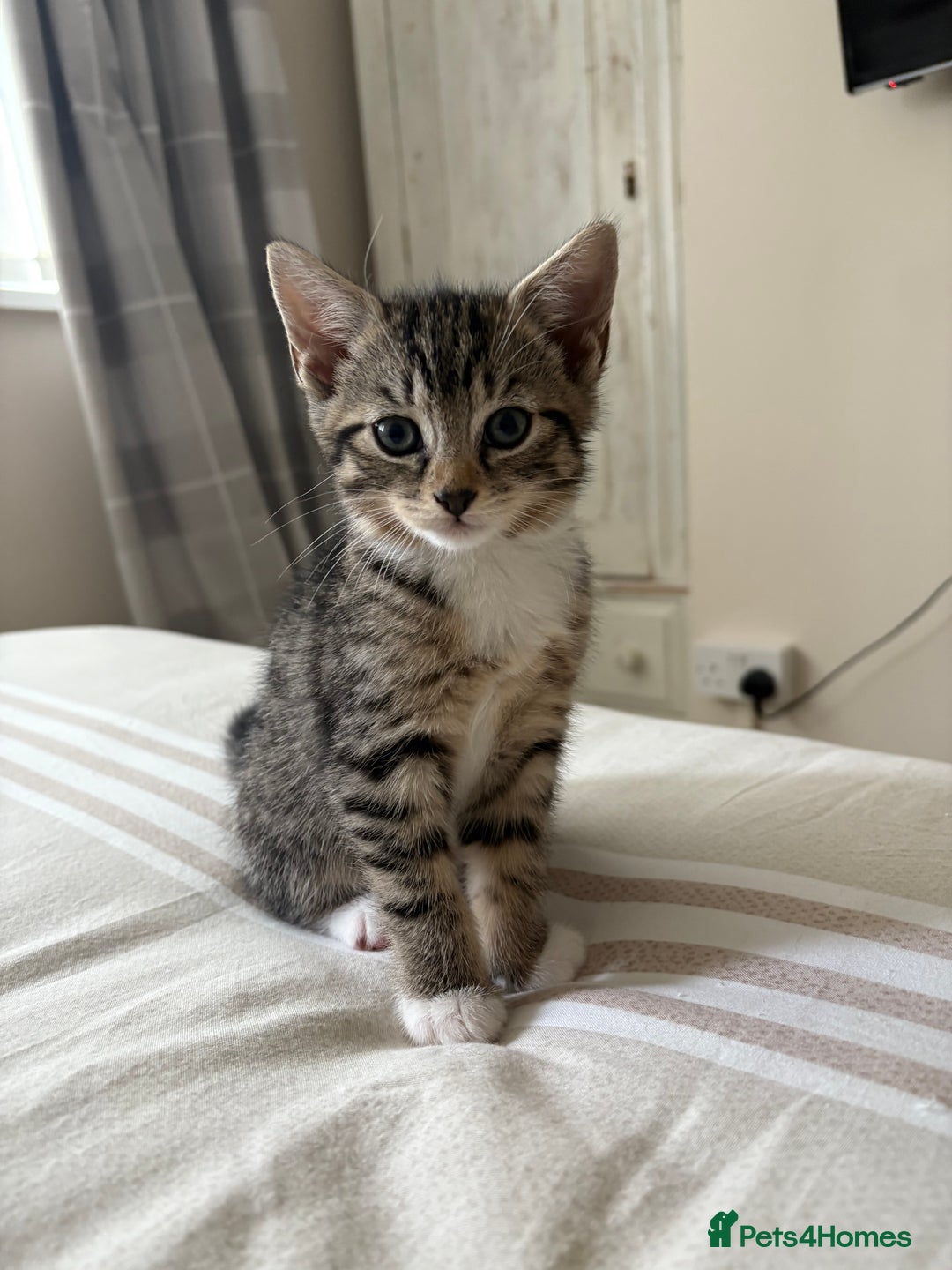 Mixed Breed cats for sale: 2 beautiful babies looking for new homes 💜💙 - Image 5