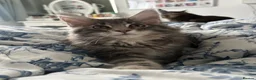 Maine Coon cats for sale: TICA reg Pedigree Maine Coon Kittens  - Advert 5
