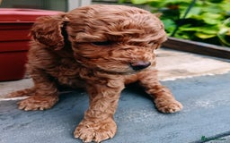 Toy Poodle dogs for sale: Charming Toy Poodle Puppies - Image 9