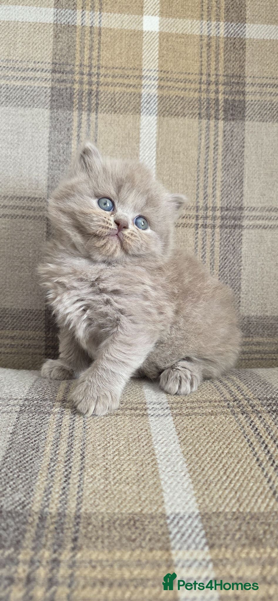 British Longhair cats Exceptional quality GCCF British Longhair  - Advert 2