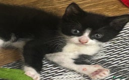 Mixed Breed cats for sale: 3 cute black and white kitten  - Image 3