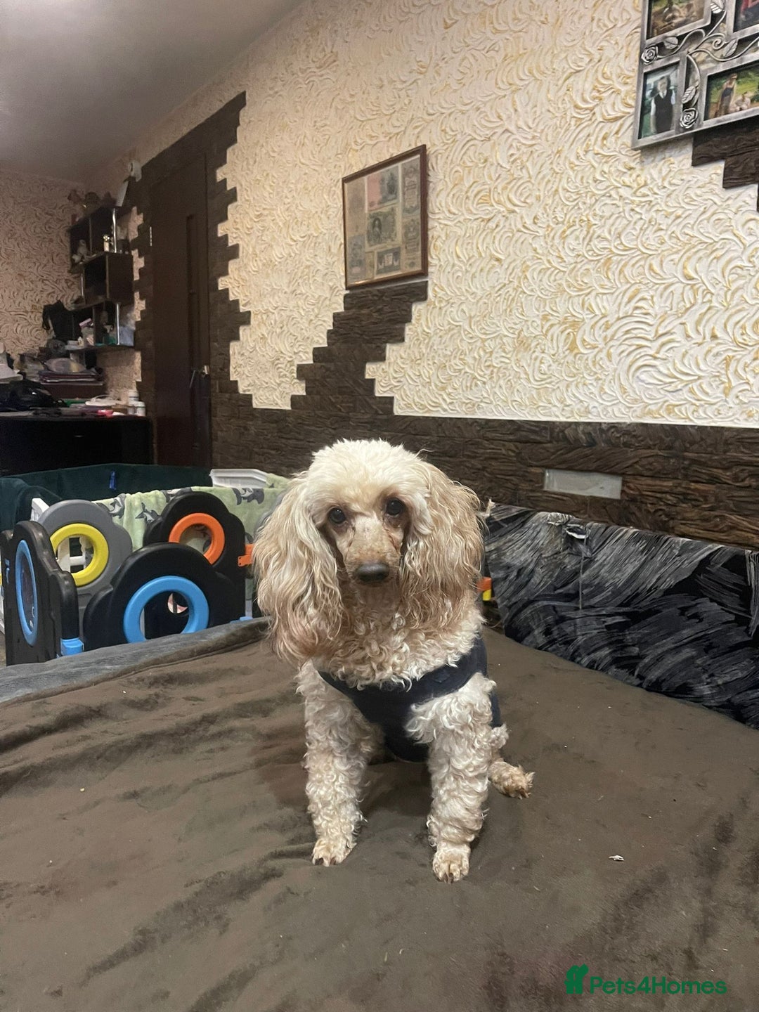 Poodle dogs for adoption: AKSHIE – Female Poodle - Advert 2