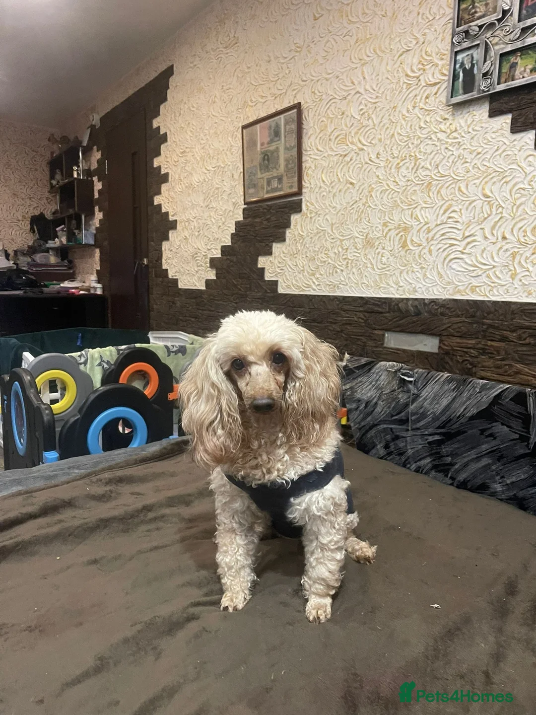 Poodle dogs for adoption: AKSHIE – Female Poodle - Advert 2