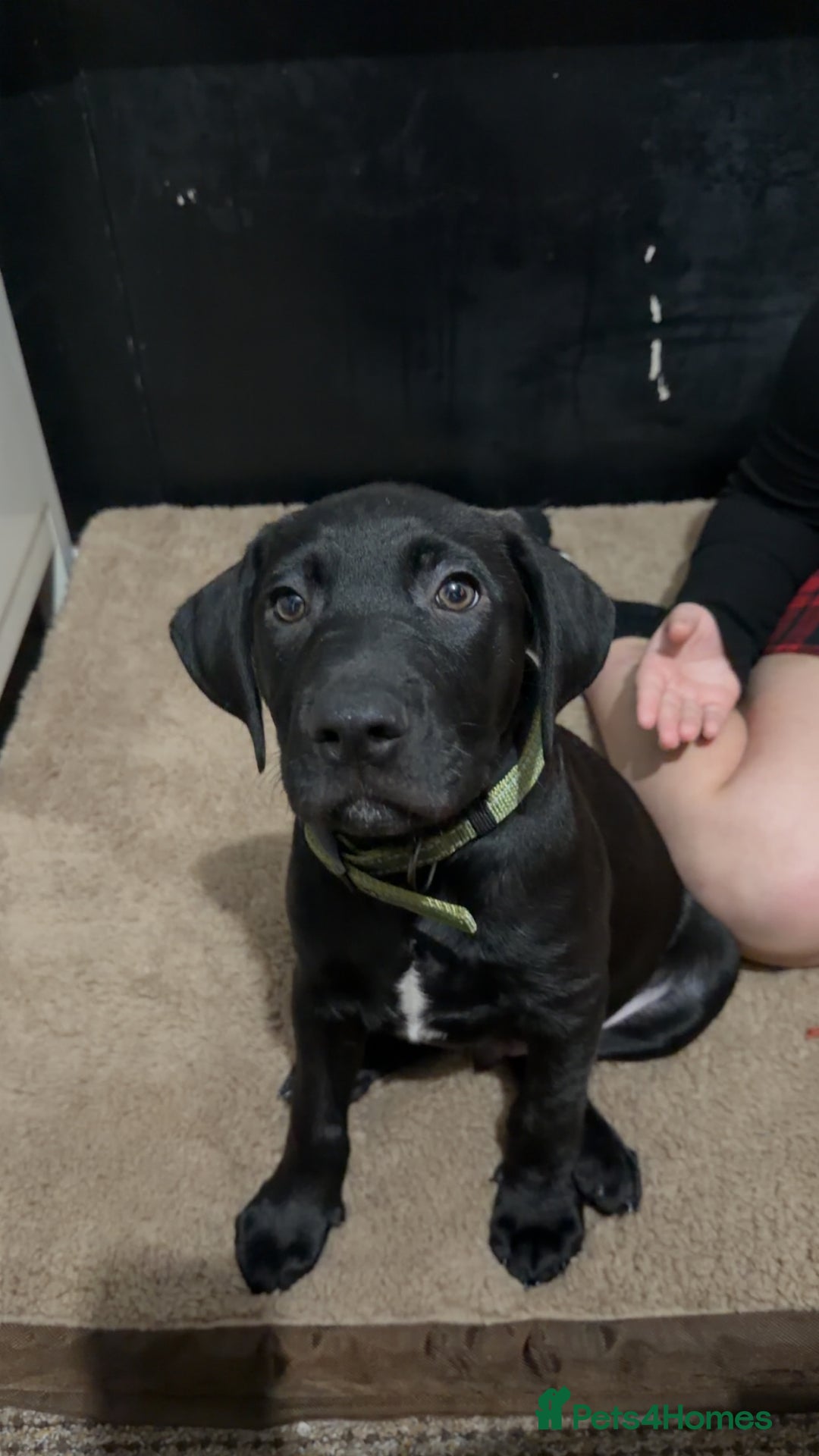 Mixed Breed dogs for sale: Weimaraner cross with Border Collie - Advert 2