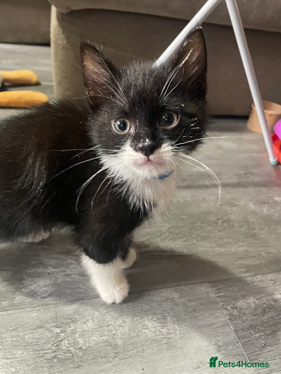 Mixed Breed cats for sale: Mixed litter female and male  - Advert 8