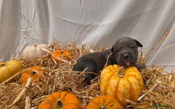 Mixed Breed dogs for sale: 12 beautiful puppies - Image 12