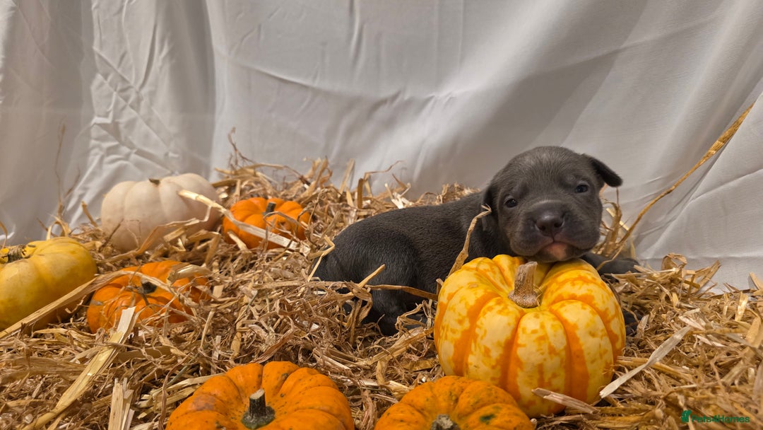 Mixed Breed dogs for sale: 12 beautiful puppies - Image 12
