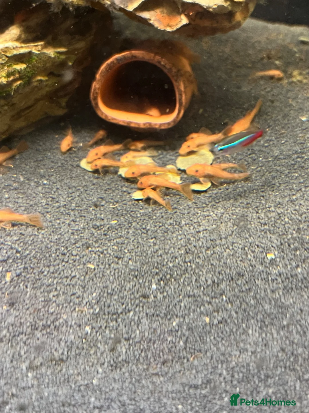 Plecos fish for sale: Super red Plecos  - Advert 2