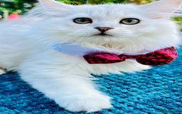 British Longhair cats for sale: READY NOW ‼️🏆British Longhair Boy.GCCF  - Image 14