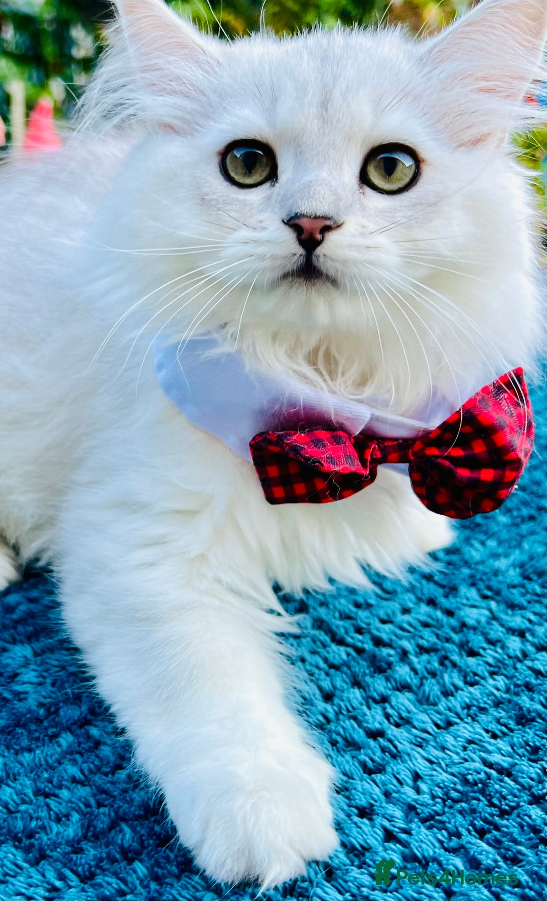 British Longhair cats for sale: READY NOW ‼️🏆British Longhair Boy.GCCF  - Image 14