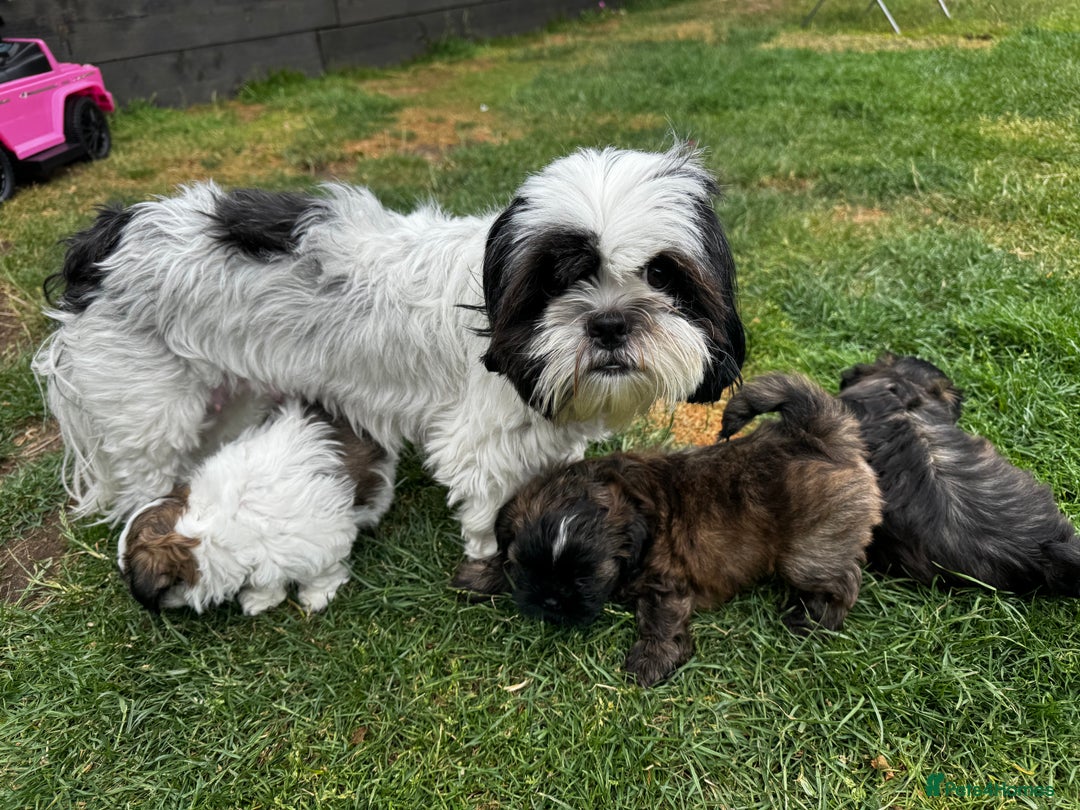 Shih Tzu dogs for sale: Shih tzu puppies looking for a forever home. - Image 10