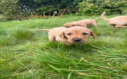 Labrador Retriever dogs for sale: Fox Red Labrador Puppies - Image 2