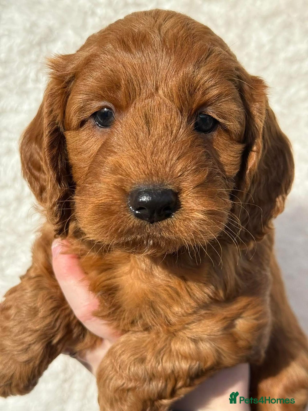 Cavapoo dogs for sale: Cavapoo puppies - Image 5
