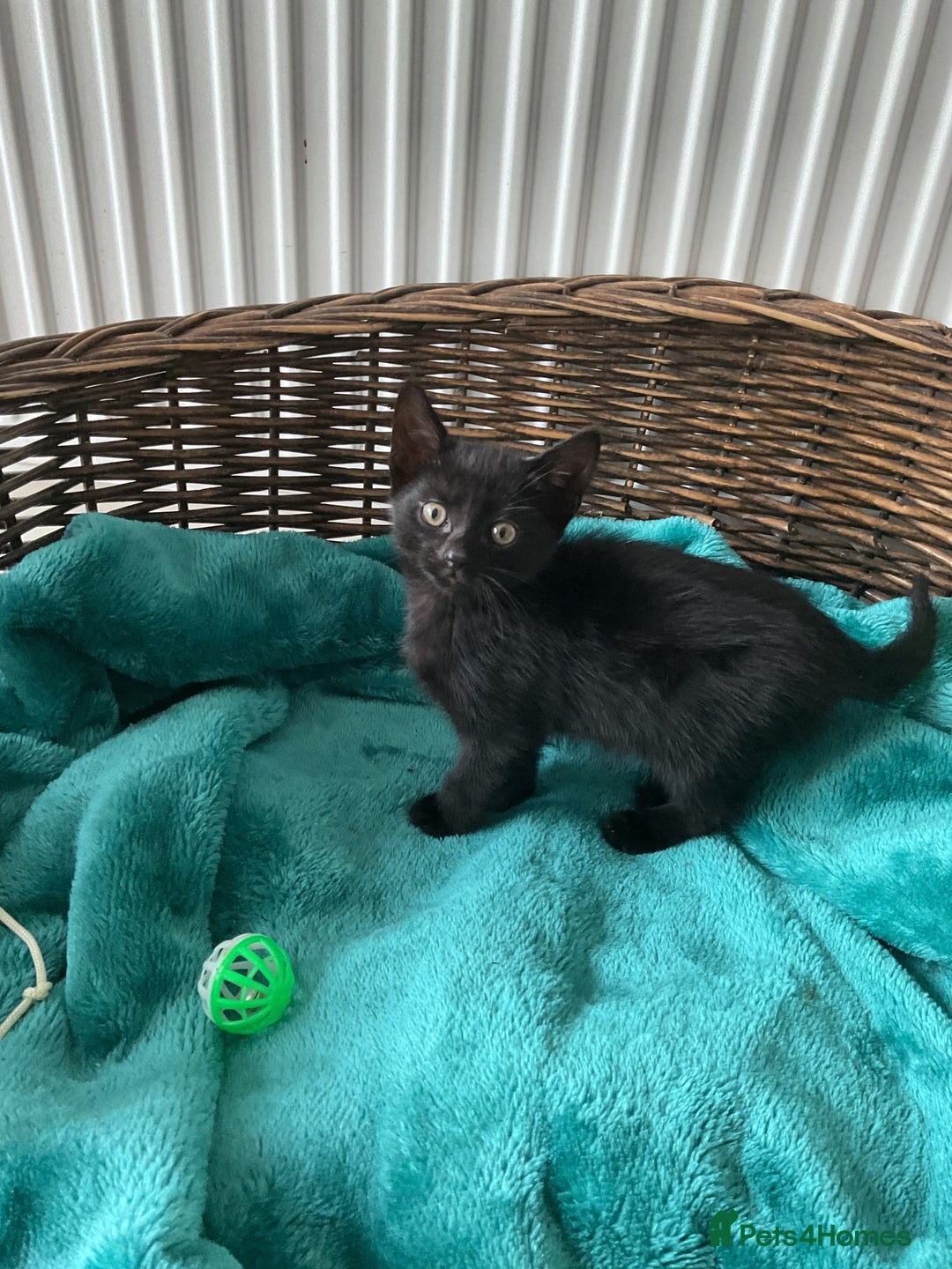 Domestic Shorthair cats for sale: 4 beautiful black kittens  - Image 4