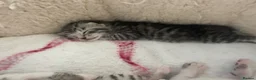 Bengal cats for sale: Beautiful Bengal X Kittens  - Advert 17